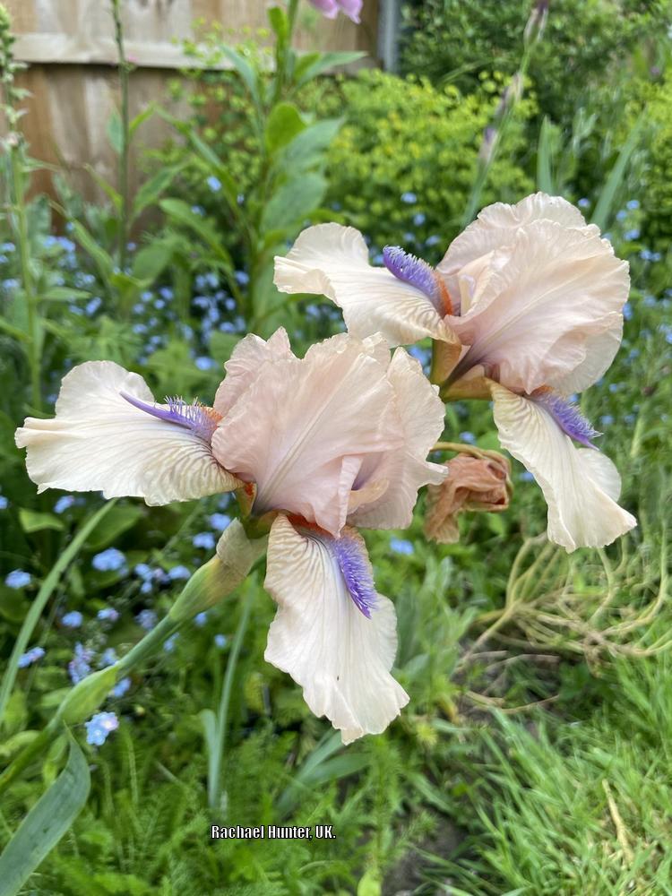 Photo of Intermediate Bearded Iris (Iris 'Concertina') uploaded by RachaelHunter
