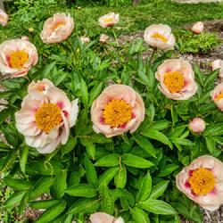 Location: W E Upjohn Peony Garden, Nichols Arboretum, Ann Arbor
Date: 2023-05-14
If you're curious, those yellow-green 'droppings' are oak tree bl
