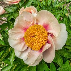 Location: W E Upjohn Peony Garden, Nichols Arboretum, Ann Arbor
Date: 2023-05-14
One of the prettiest of the very early-blooming herbaceous peonie