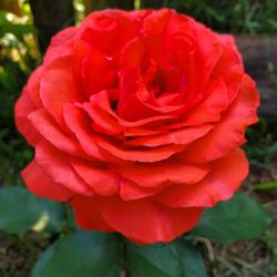 Location: My Garden
Date: 2023-05-24
Fragrant Cloud rose