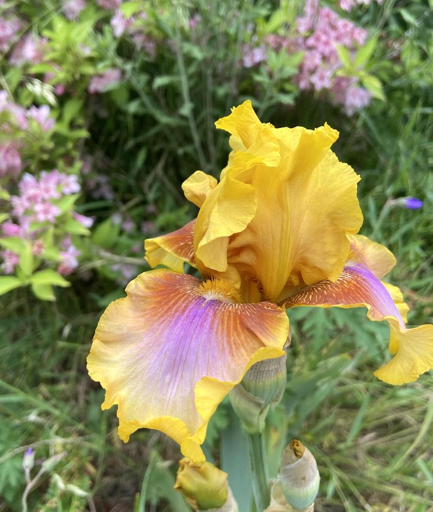 Photo of Tall Bearded Iris (Iris 'Strange Brew') uploaded by Calif_Sue