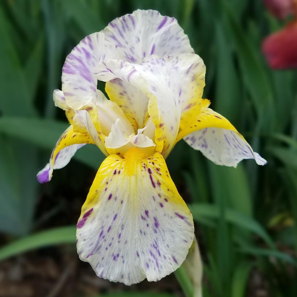Photo of Border Bearded Iris (Iris 'Minnesota Mixed-Up Kid') uploaded by OrganicJen