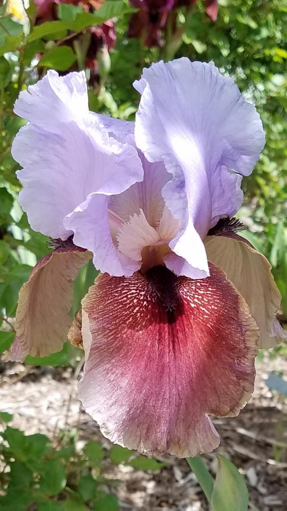 Photo of Arilbred Iris (Iris 'Bold Sentry') uploaded by OrganicJen