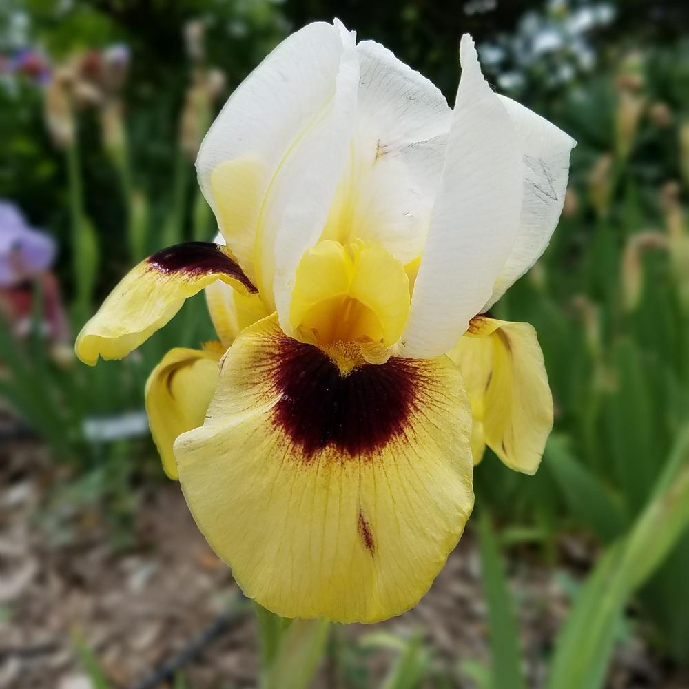 Photo of Arilbred Iris (Iris 'Dragon's Eye') uploaded by OrganicJen