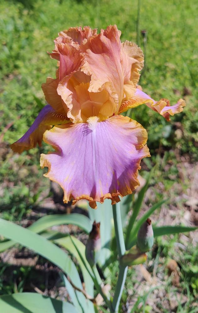 Photo of Tall Bearded Iris (Iris 'Afternoon Delight') uploaded by ScarletBandit