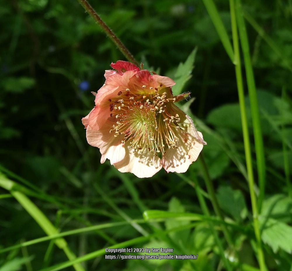 Photo of Bog Avens (Geum rivale) uploaded by kniphofia