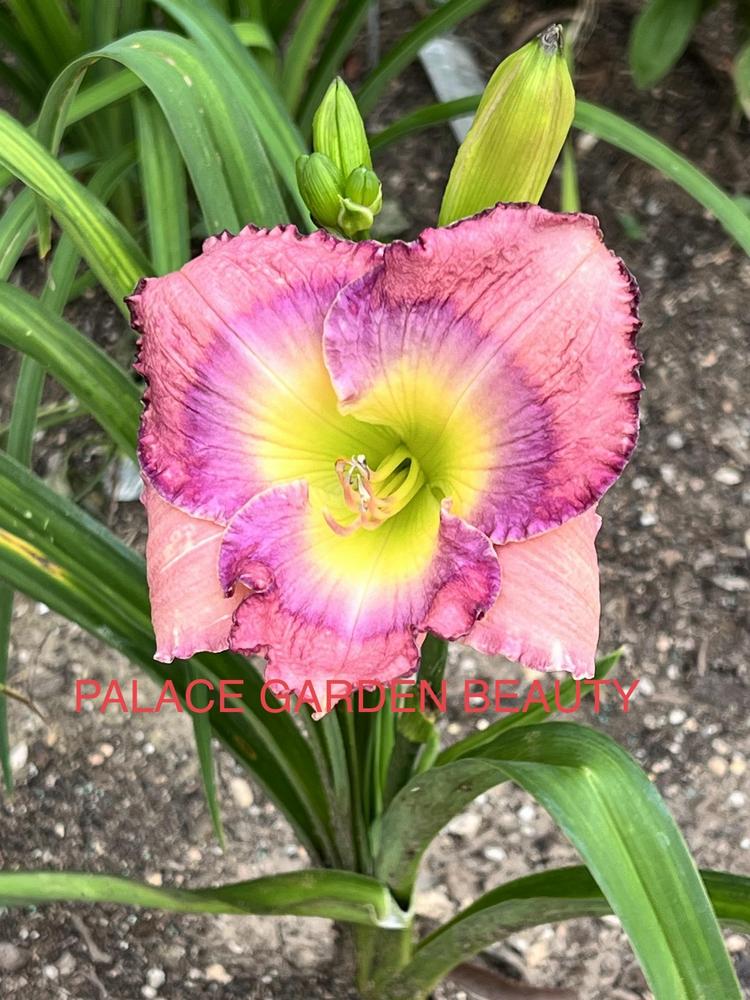 Photo of Daylily (Hemerocallis 'Palace Garden Beauty') uploaded by makakaualii