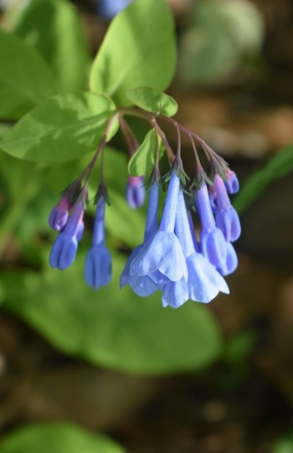 Photo of Virginia Bluebells (Mertensia virginica) uploaded by pixie62560