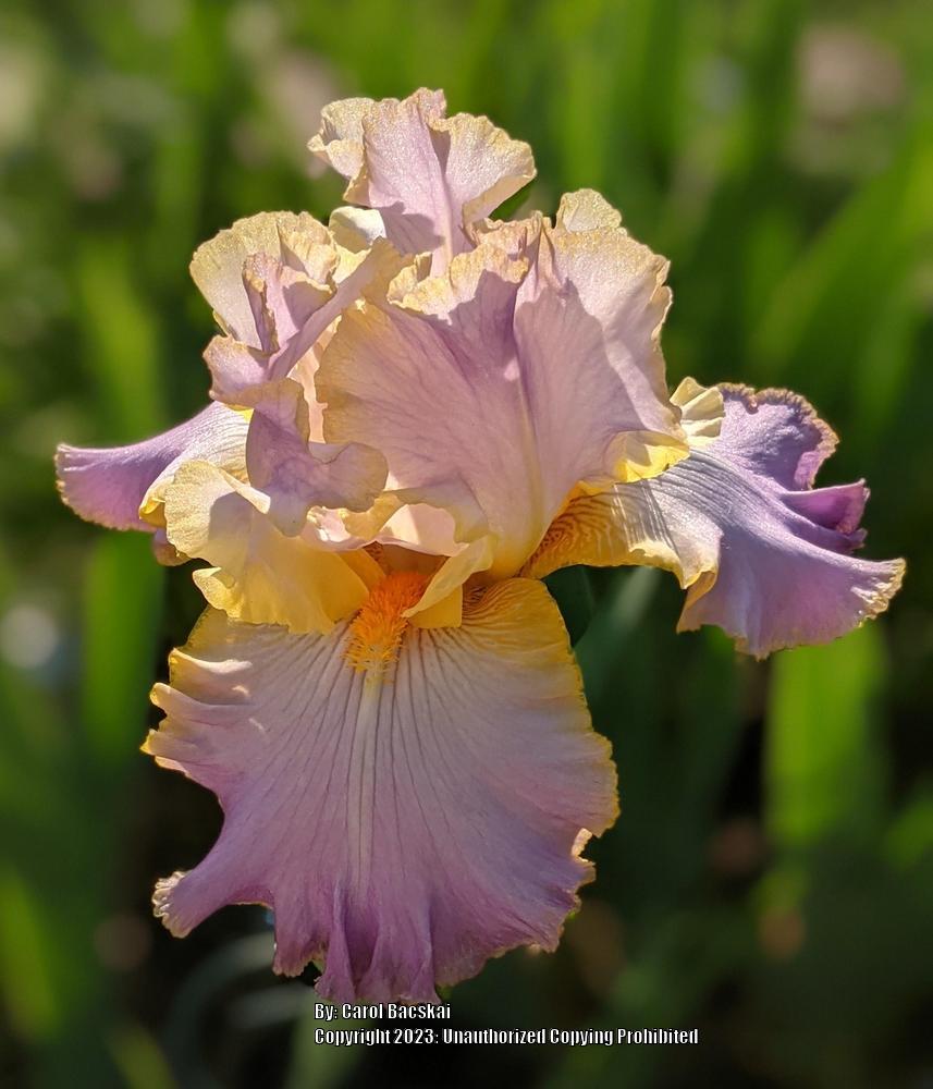 Photo of Tall Bearded Iris (Iris 'All About Spring') uploaded by Artsee1