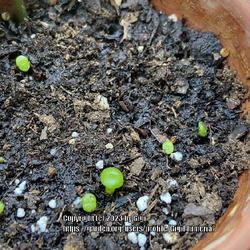 Location: My garden in Tampa, Florida
Date: 202305-27
My DD’s lithops seedlings, 1/3 has germinated, media is cactus 