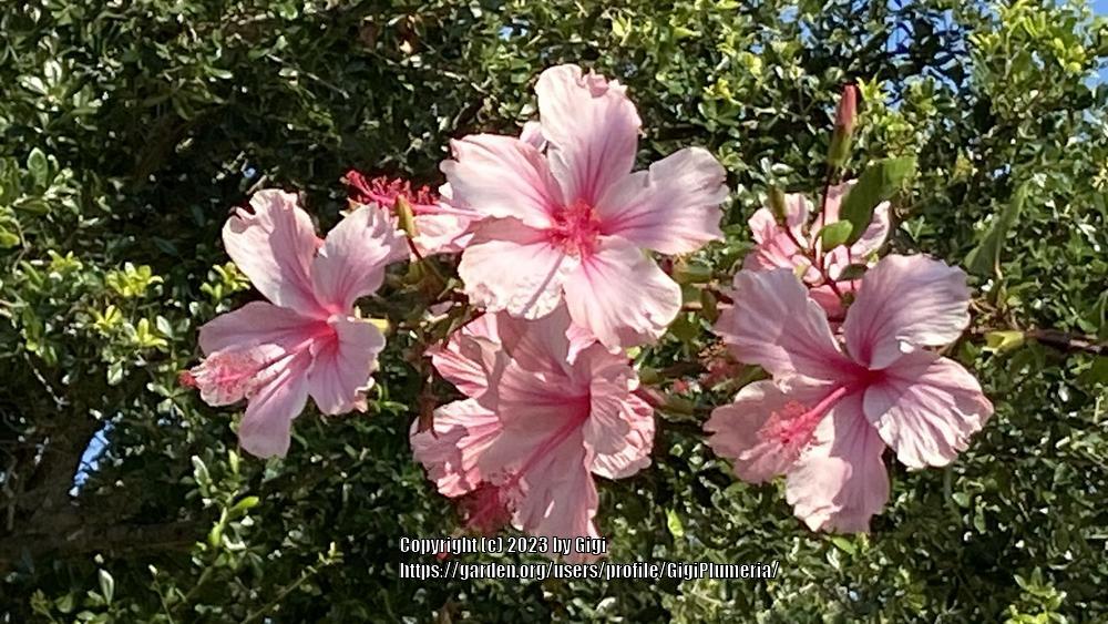 Photo of Tropical Hibiscus (Hibiscus rosa-sinensis 'Albo Lacinatus') uploaded by GigiPlumeria