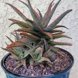 Location: My garden in Tampa, Florida
Date: 2023-05-27
My over 10+ year old aloe, which is less than a foot tall,  looks