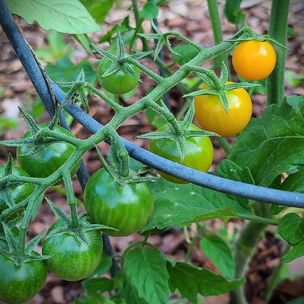 Photo of Tomato (Solanum lycopersicum 'Sungold') uploaded by LoriMT