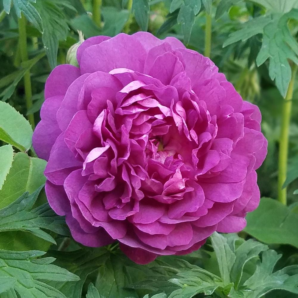 Photo of Rose (Rosa 'Cardinal de Richelieu') uploaded by OrganicJen