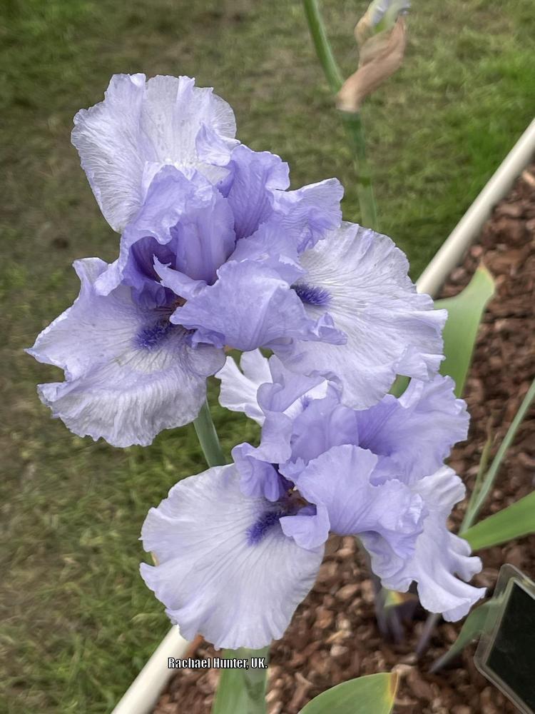 Photo of Tall Bearded Iris (Iris 'Blue Trill') uploaded by RachaelHunter