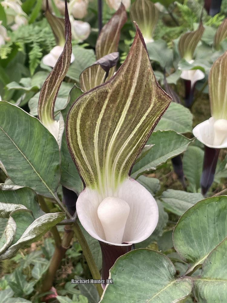 Photo of Japanese Cobra Lily (Arisaema sikokianum) uploaded by RachaelHunter