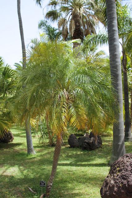 Photo of Pygmy Date Palm (Phoenix roebelenii) uploaded by RuuddeBlock