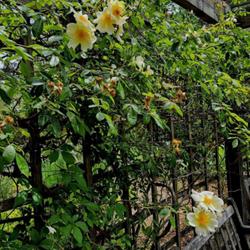 Location: Sandhills Horticultural Gardens Pinehurst, NC (Atkins hillside garden)
Date: May 18, 2023
McCartney's rose #233; RAB p. 551, 97-11-5; LHB p. 537, 95-43-36;