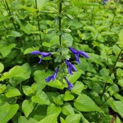 Location: Sandhills Horticultural Gardens Pinehurst, NC (Visitor center)
Date: May 18, 2023
Blue Anise Sage #231 nn; MBG, "The genus name Salvia comes from t