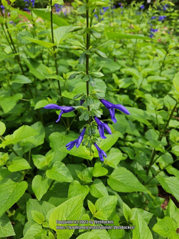 Photo of Blue Anise Sage (Salvia coerulea) uploaded by WebTucker