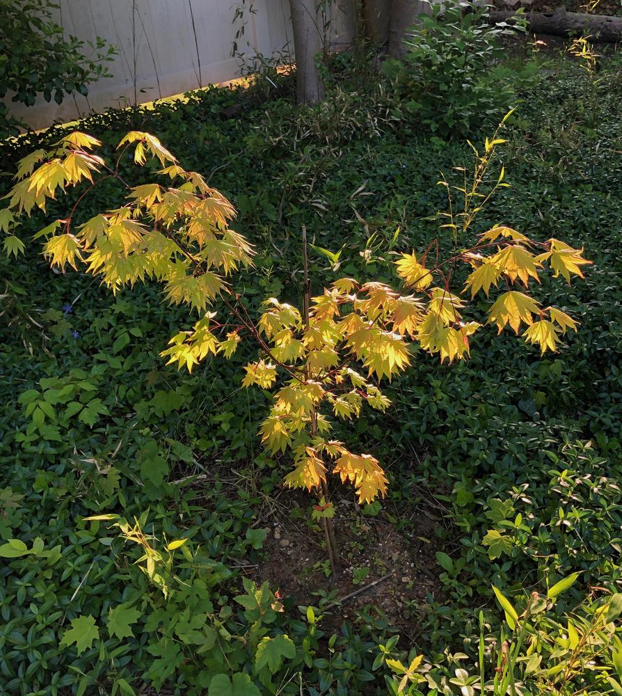 Photo of Full Moon Maple (Acer shirasawanum 'Autumn Moon') uploaded by rjtepper