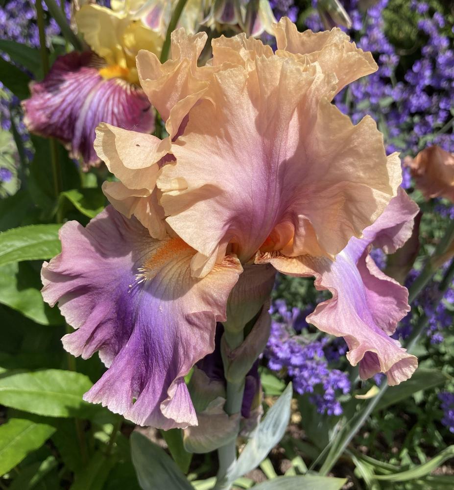 Photo of Tall Bearded Iris (Iris 'Chasing Rainbows') uploaded by sucrose