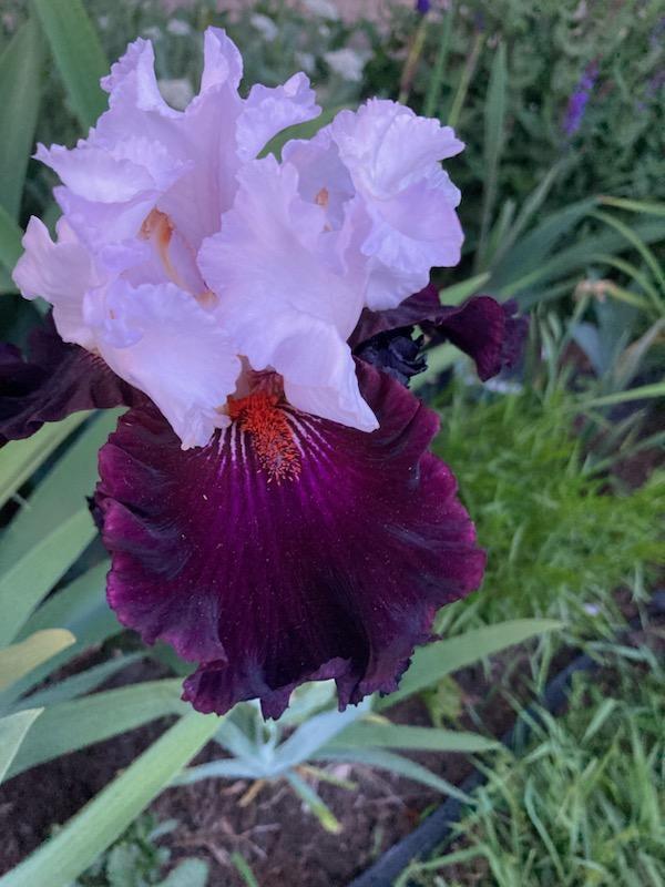 Photo of Tall Bearded Iris (Iris 'Starring') uploaded by sucrose