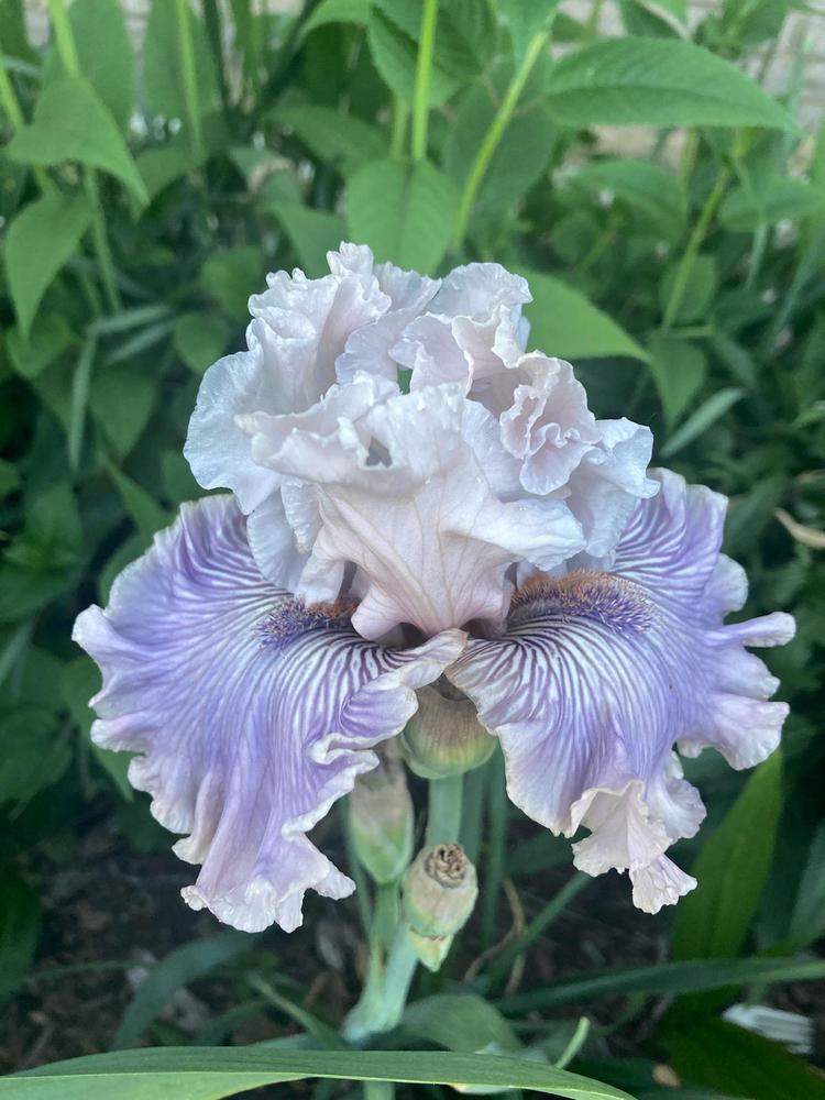 Photo of Tall Bearded Iris (Iris 'Haunted Heart') uploaded by sucrose