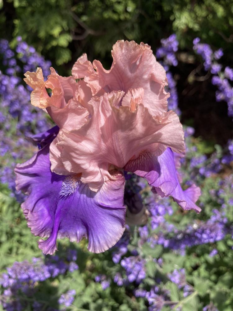 Photo of Tall Bearded Iris (Iris 'Florentine Silk') uploaded by sucrose