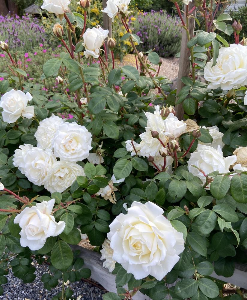 Photo of Rose (Rosa 'Iceberg') uploaded by Calif_Sue