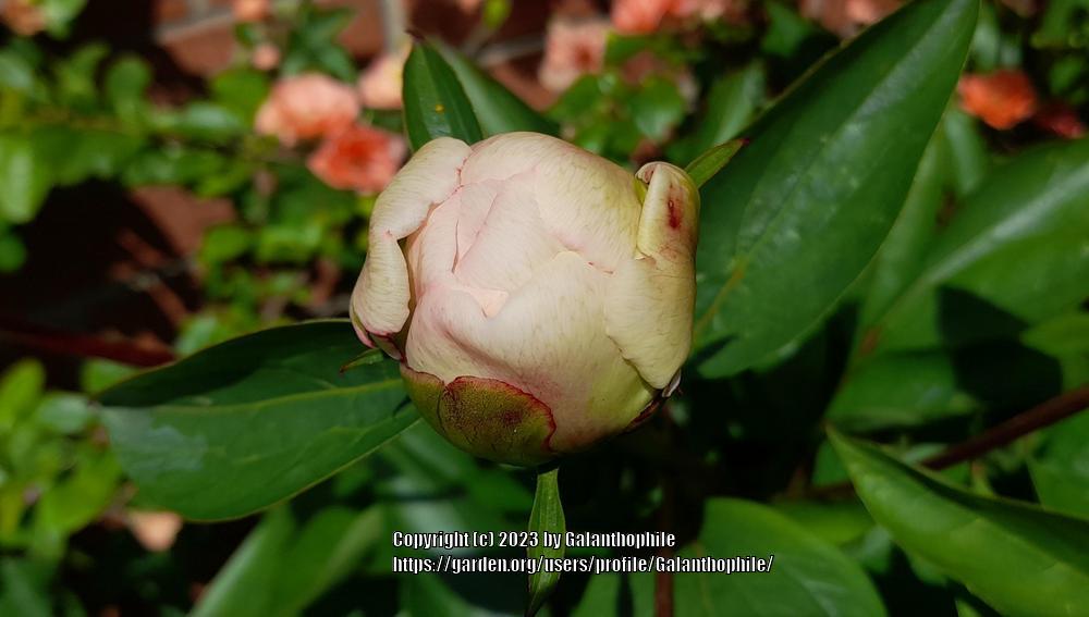 Photo of Garden Peony (Paeonia lactiflora 'Lady Alexandra Duff') uploaded by Galanthophile