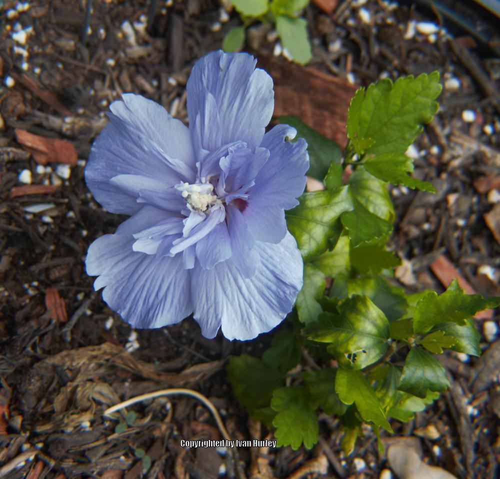 Photo of Rose of Sharon (Hibiscus syriacus Blue Chiffon™) uploaded by Ivan_N_Tx