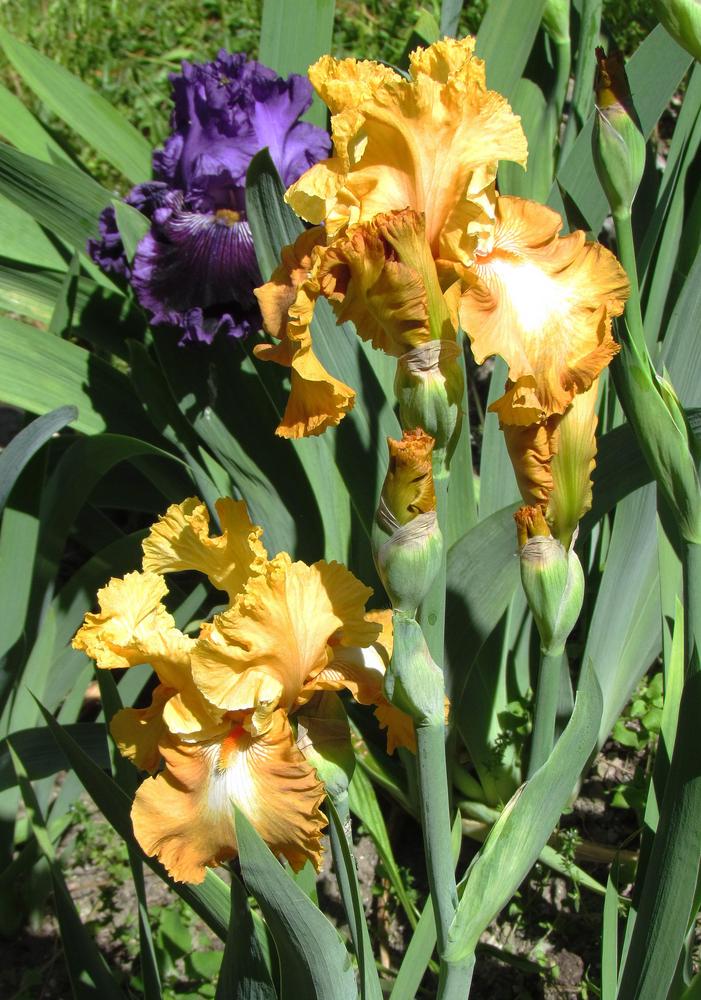 Photo of Tall Bearded Iris (Iris 'Honeycomb') uploaded by LynNY