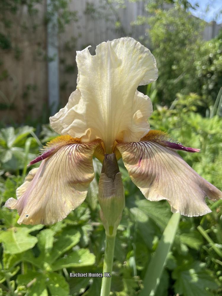 Photo of Tall Bearded Iris (Iris 'Thornbird') uploaded by RachaelHunter