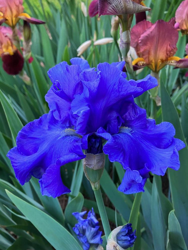 Photo of Tall Bearded Iris (Iris 'Merchant Marine') uploaded by lharvey16