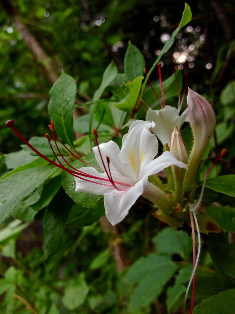 Photo of Sweet Azalea (Rhododendron arborescens) uploaded by scvirginia