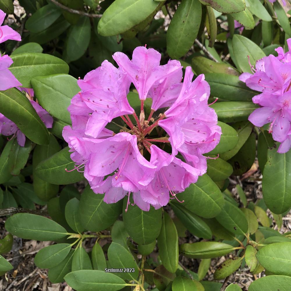 Photo of Rhododendron 'Roseum Elegans' uploaded by sedumzz