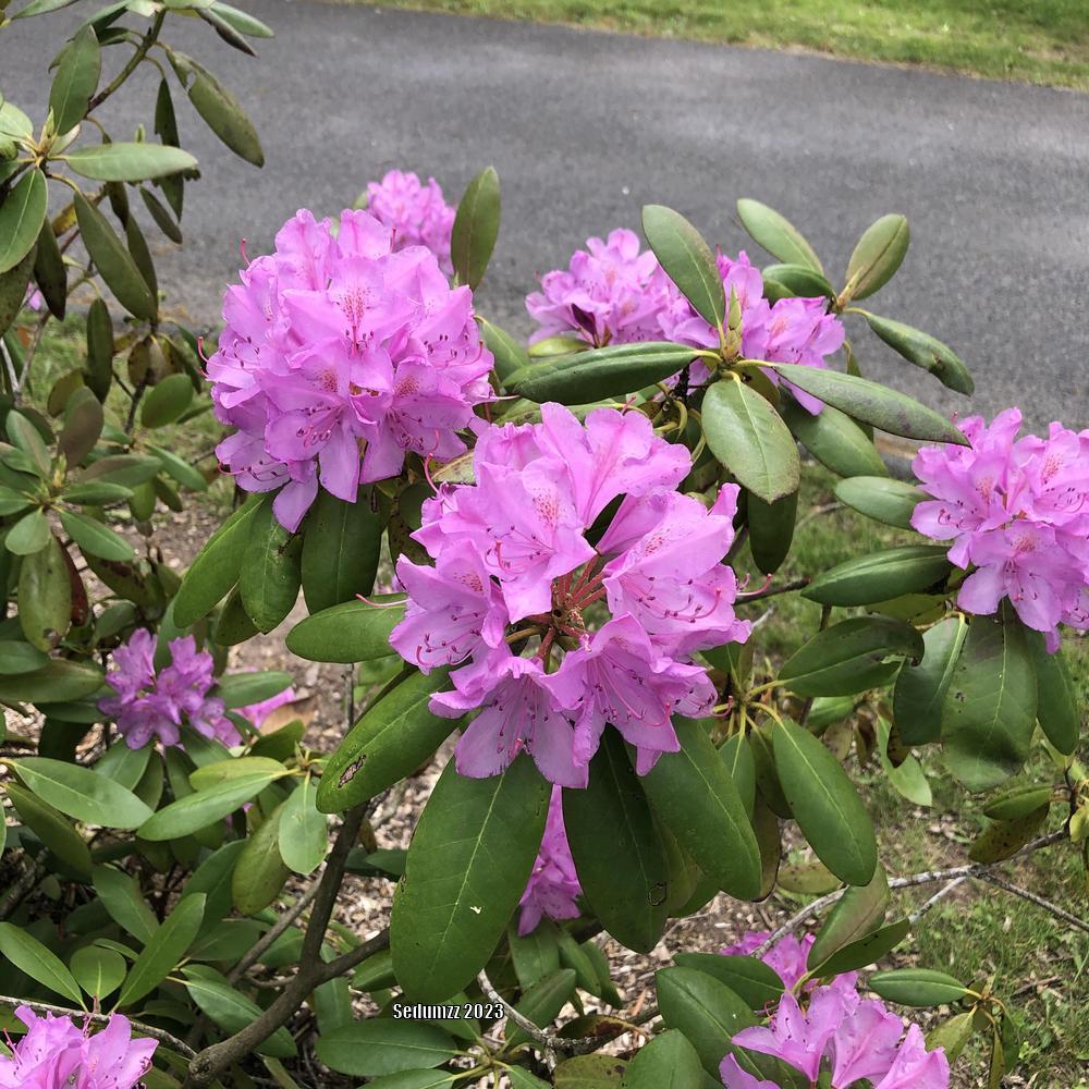 Photo of Rhododendron 'Roseum Elegans' uploaded by sedumzz