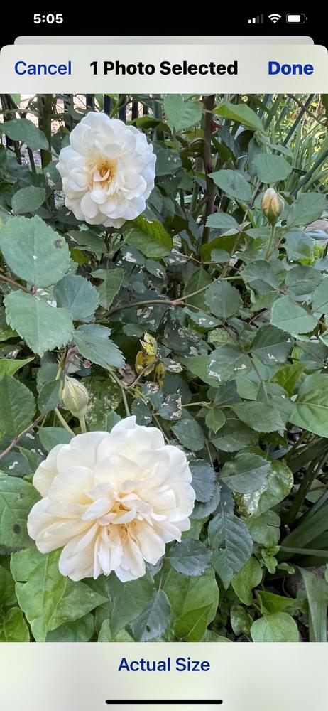 Photo of Hybrid Musk Rose (Rosa 'Buff Beauty') uploaded by Hotelholmangmailco