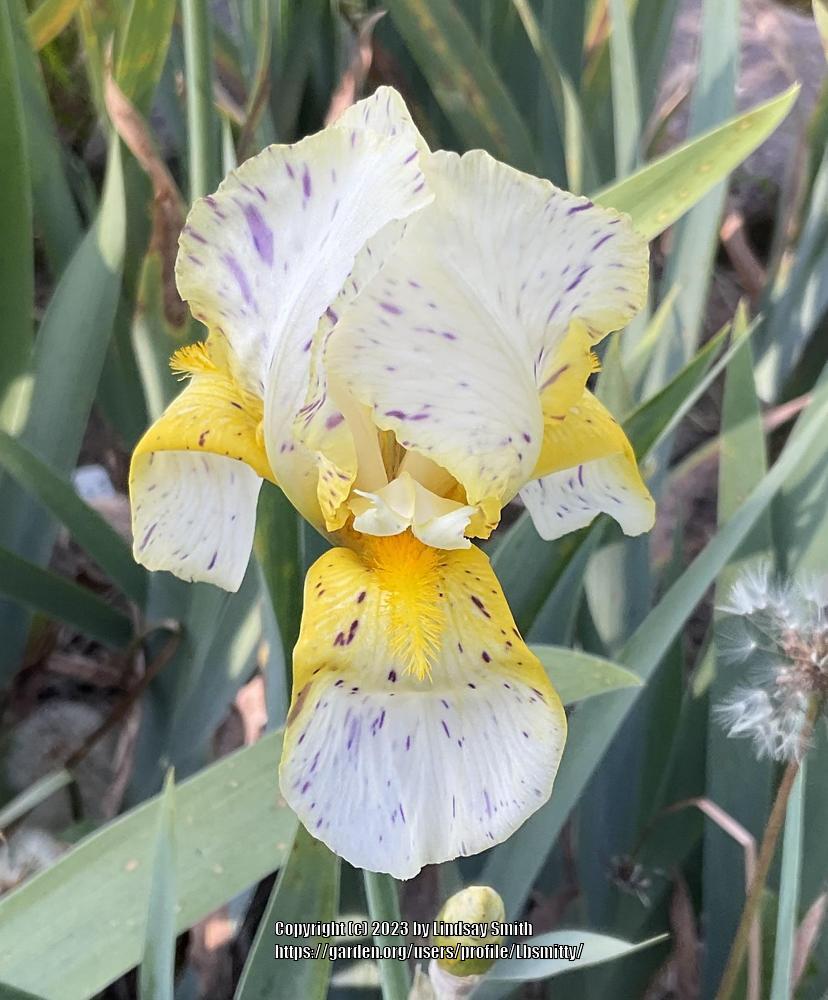Photo of Border Bearded Iris (Iris 'Minnesota Mixed-Up Kid') uploaded by Lbsmitty