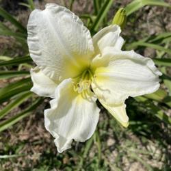Location: Taylorsville GA
Date: 2023-05-28
Early Snow Daylily- transplanted from Bill Reinke