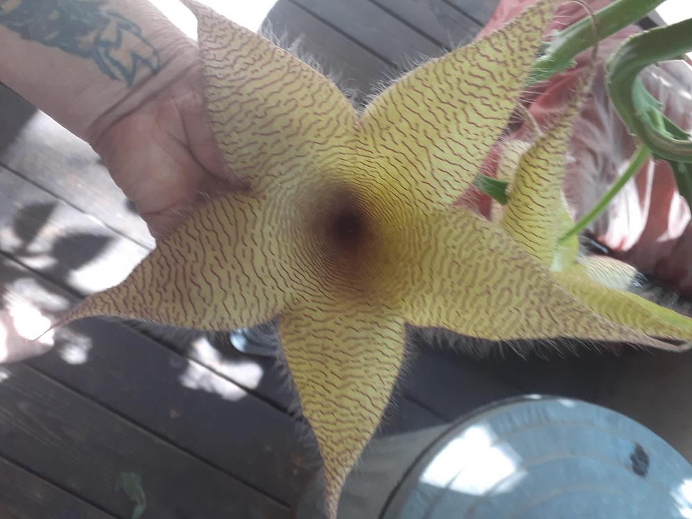 Photo of Starfish Plant (Ceropegia gigantea) uploaded by Zeta7