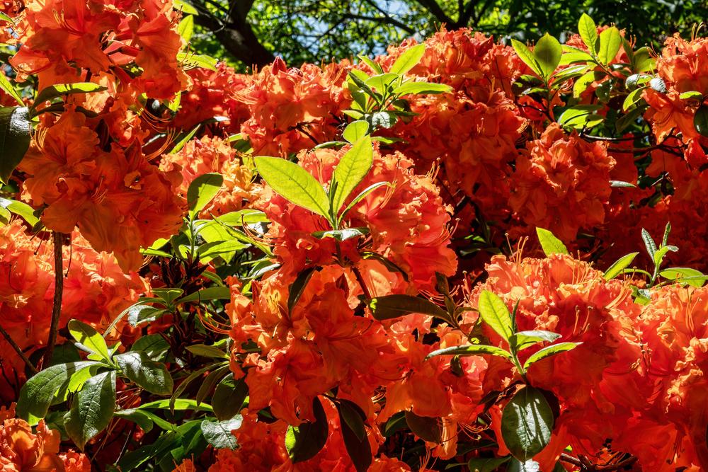 Photo of Azalea (Rhododendron 'Gibraltar') uploaded by arctangent