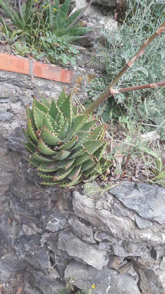 Photo of Mitre Aloe (Aloe perfoliata) uploaded by skopjecollection
