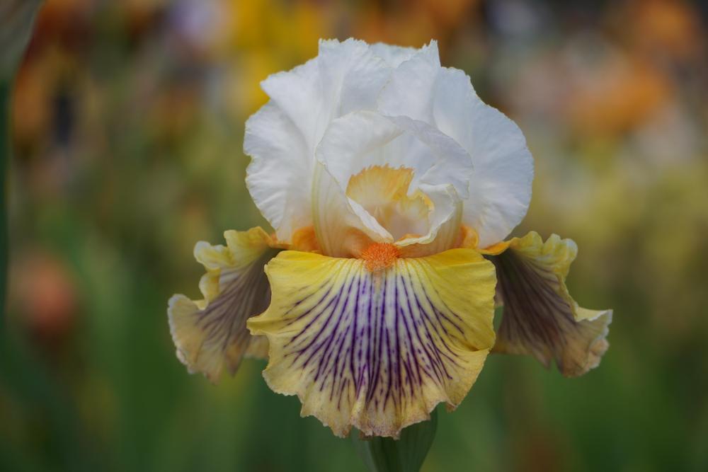 Photo of Tall Bearded Iris (Iris 'Exposé') uploaded by D3LL