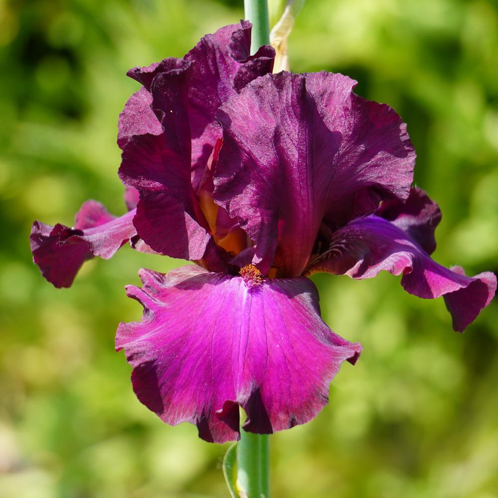 Photo of Tall Bearded Iris (Iris 'Hot Spiced Wine') uploaded by D3LL