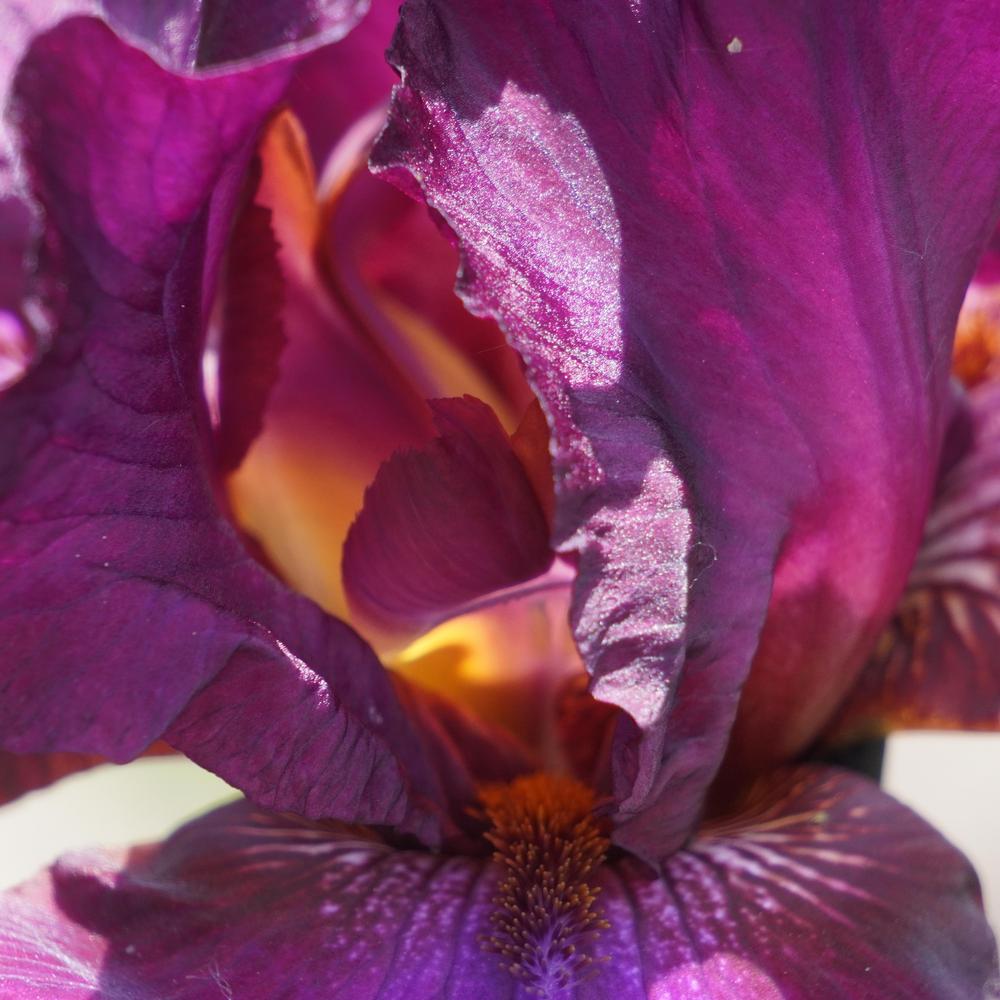 Photo of Tall Bearded Iris (Iris 'Hot Spiced Wine') uploaded by D3LL
