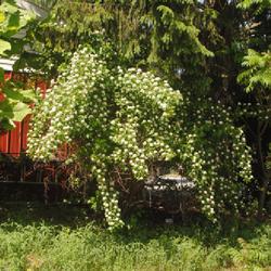 Location: Edge of the Woods Nursery in Orefield, Pennsylvania
Date: 2023-05-27
a mature shrub in white bloom