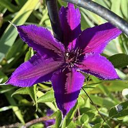 Location: My garden, central NJ, Zone 7A
Date: 2023-05-30
Impressive flowers on a short clematis vine.