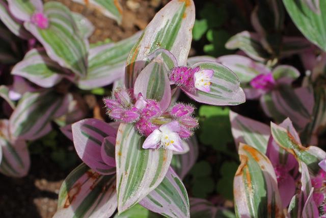 Photo of Inch Plant (Tradescantia cerinthoides) uploaded by RuuddeBlock